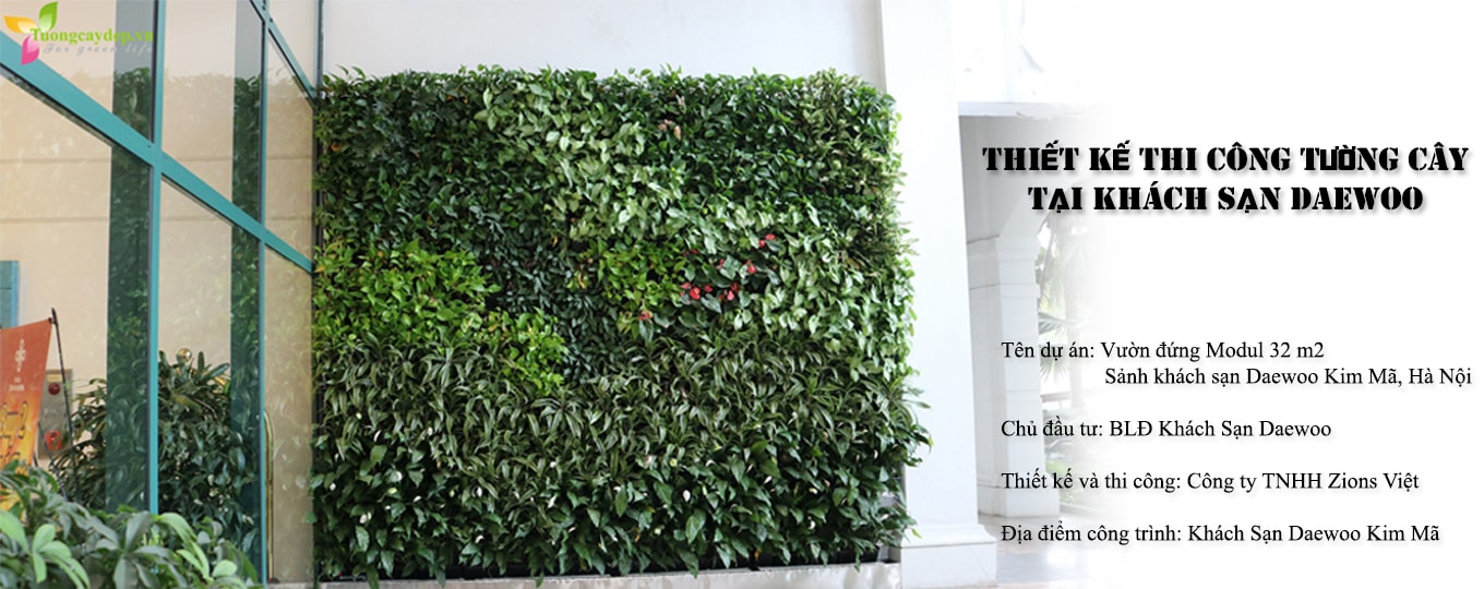 Tường cây khách sạn Daewoo Tường cây khách sạn Daewoo